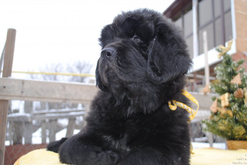 Фото: ньюфаундленд CHernyiy Balu Morisabel' (Черный Балу Морисабель)