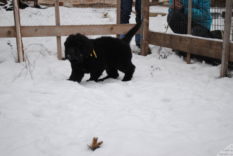 Фото: ньюфаундленд CHernyiy Balu Morisabel' (Черный Балу Морисабель)