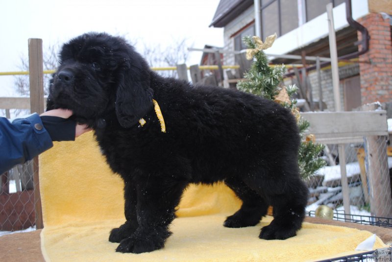 Фото: ньюфаундленд CHernyiy Balu Morisabel' (Черный Балу Морисабель)