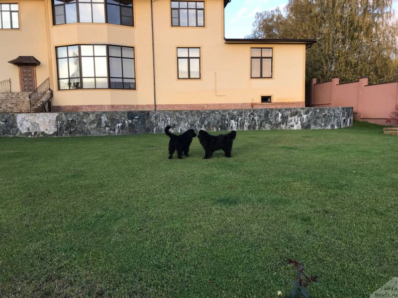 Фото: ньюфаундленд Moya Stihiya Letissiya (Моя Стихия Летиссия), ньюфаундленд Moya Stihiya Linda Hovard (Моя Стихия Линда Ховард)
