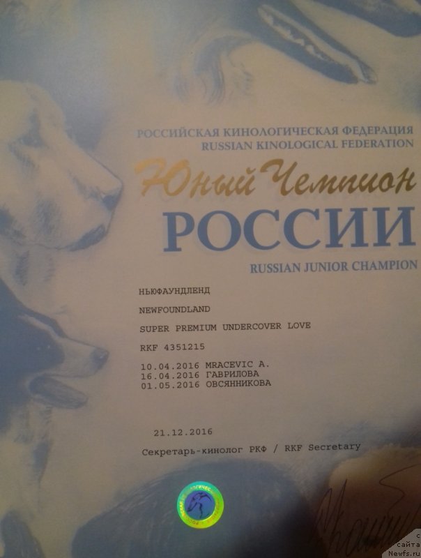 Фото: ньюфаундленд Super Premium Undercover Love (Супер Премиум Ундерковер Лове)