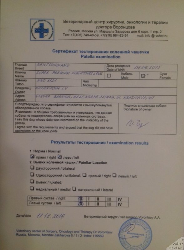 Фото: ньюфаундленд Super Premium Undercover Love (Супер Премиум Ундерковер Лове)