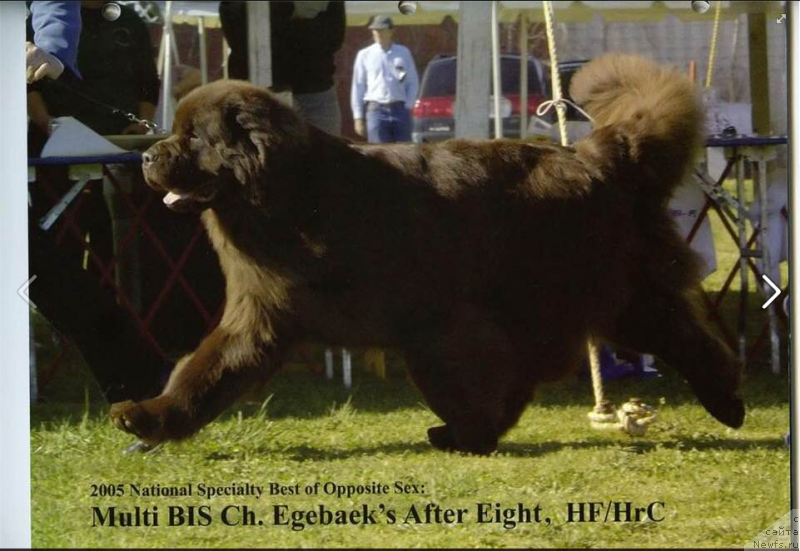 Фото: ньюфаундленд Egebaeks After Eight