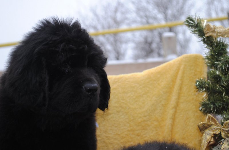 Фото: ньюфаундленд CHernyiy Balu Mariya Magdalena (Черный Балу Мария Магдалена)