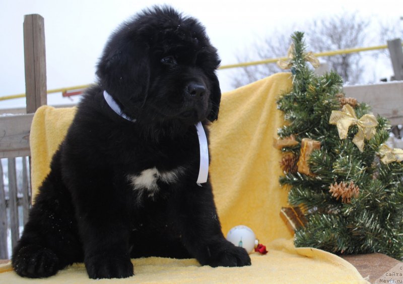 Фото: ньюфаундленд CHernyiy Balu Mariya Magdalena (Черный Балу Мария Магдалена)