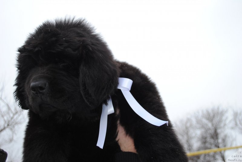Фото: ньюфаундленд CHernyiy Balu Mariya Magdalena (Черный Балу Мария Магдалена)