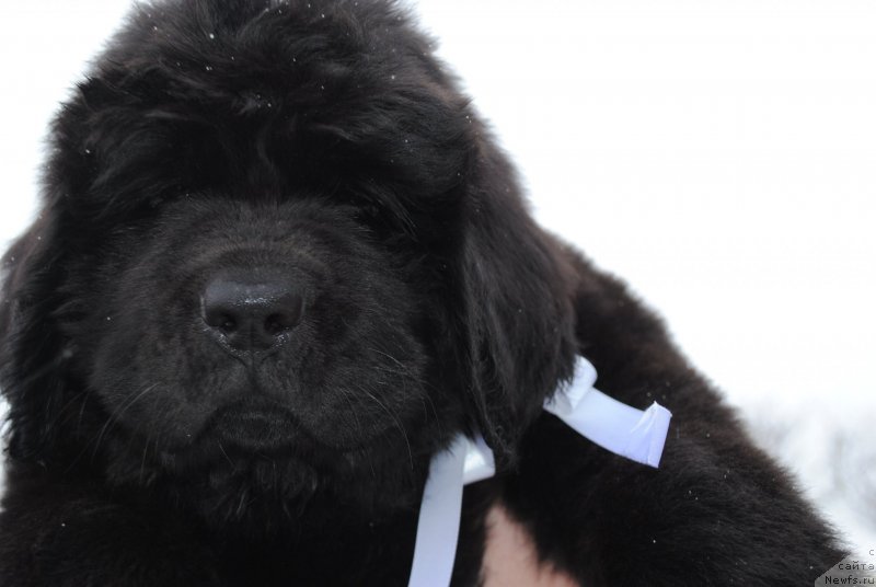 Фото: ньюфаундленд CHernyiy Balu Mariya Magdalena (Черный Балу Мария Магдалена)