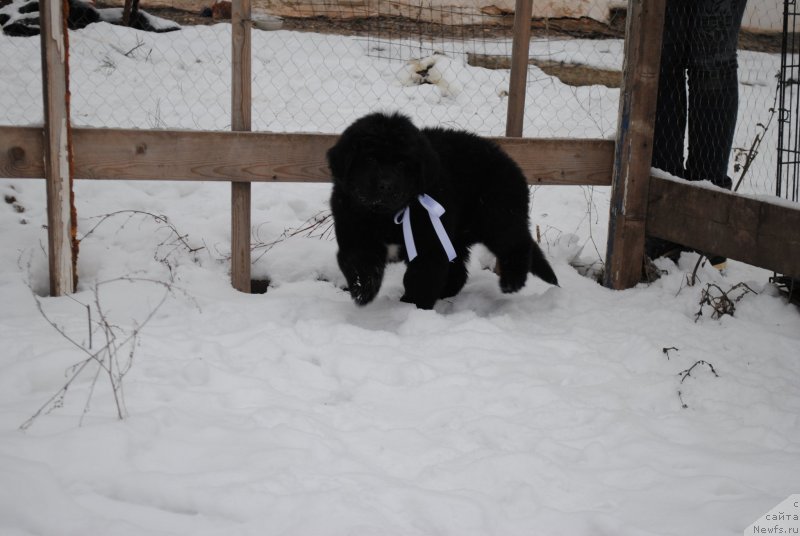 Фото: ньюфаундленд CHernyiy Balu Mariya Magdalena (Черный Балу Мария Магдалена)