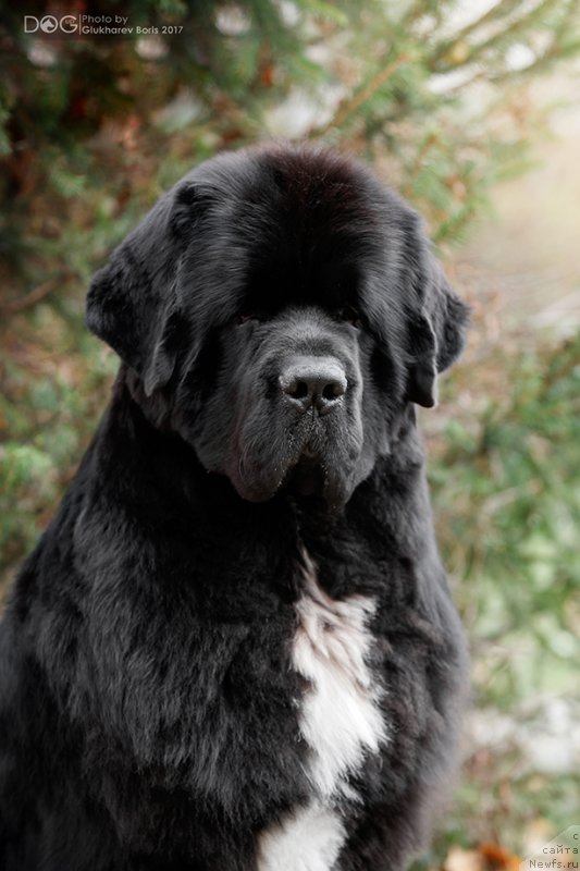 Фото: ньюфаундленд Corporevaill Dom Perignon