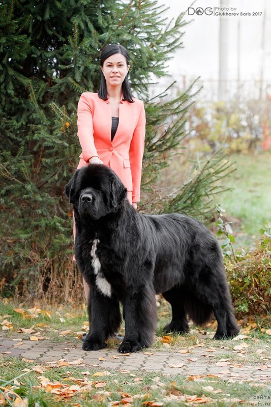 Фото: ньюфаундленд Corporevaill Dom Perignon