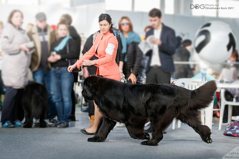 Фото: ньюфаундленд Corporevaill Dom Perignon