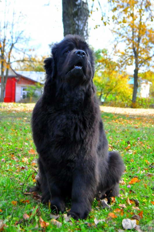 Фото: ньюфаундленд Corporevaill Beiliz (Корпоревайль Бейлиз)