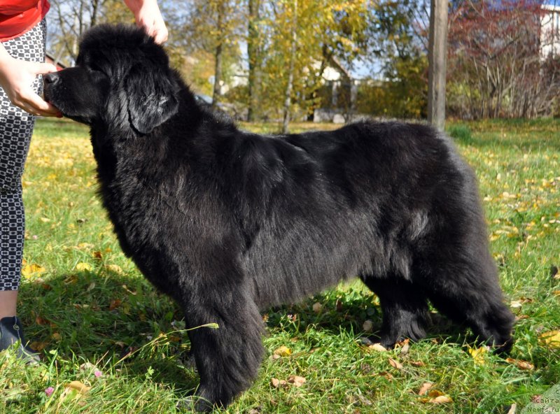 Фото: ньюфаундленд Corporevaill Beiliz (Корпоревайль Бейлиз)