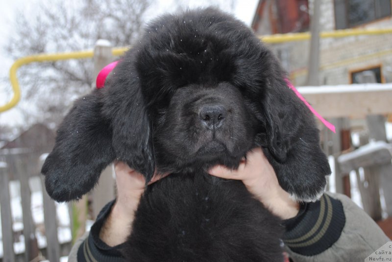 Фото: ньюфаундленд Cherniy Balu Miroslava (Черный Балу Мирослава)