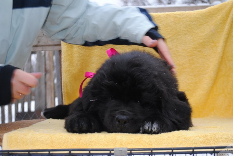 Фото: ньюфаундленд Cherniy Balu Miroslava (Черный Балу Мирослава)