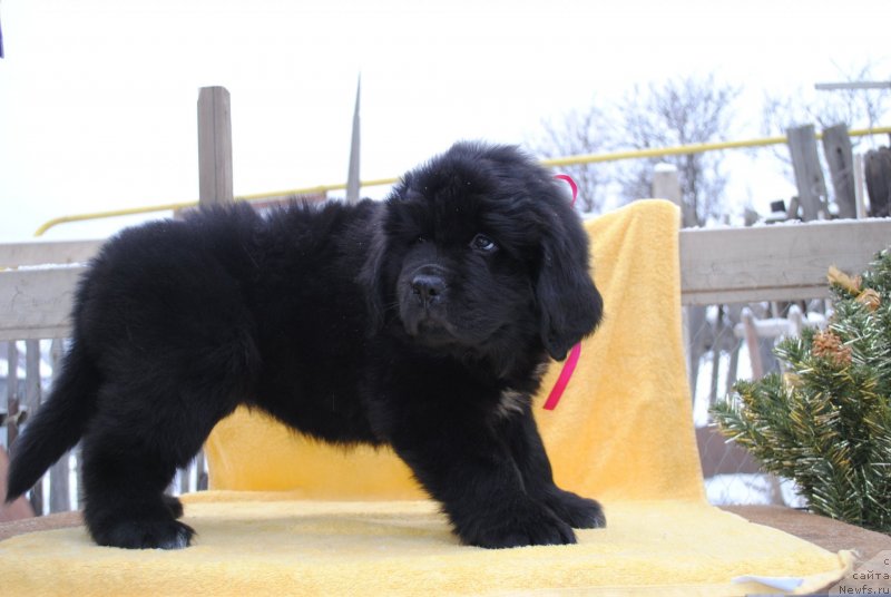Фото: ньюфаундленд Cherniy Balu Miroslava (Черный Балу Мирослава)