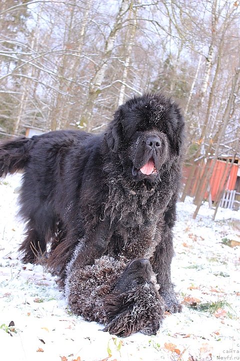 Фото: ньюфаундленд Callistos to Russia With Love