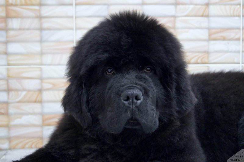 Фото: ньюфаундленд Mon Reve de la Contree du Milieu