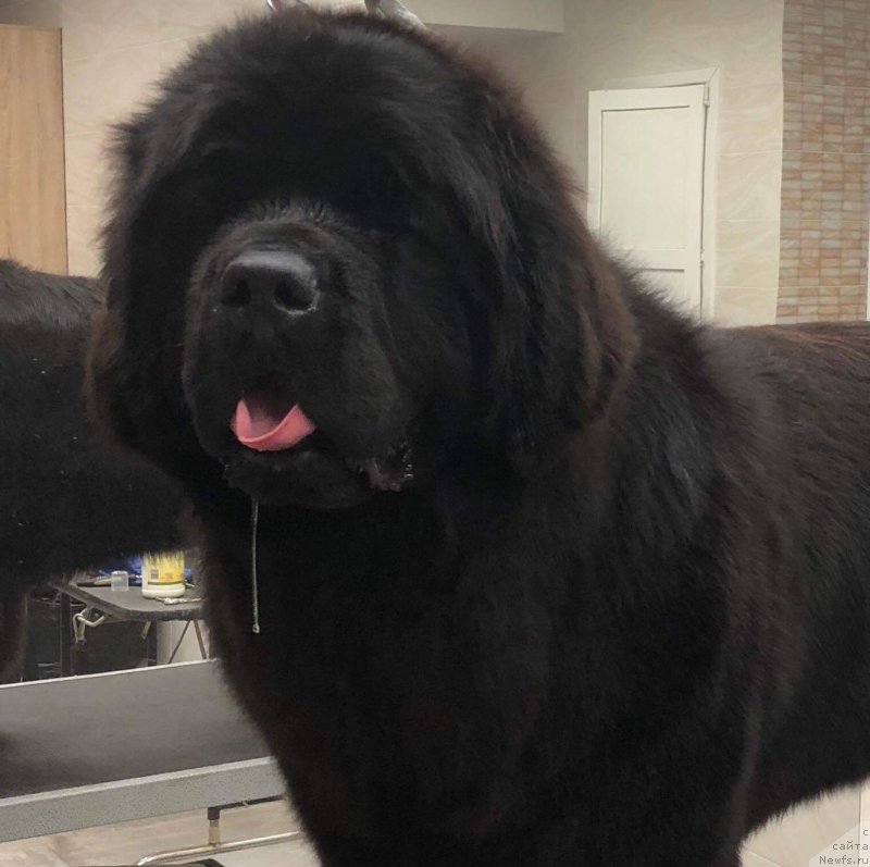 Фото: ньюфаундленд Mon Reve de la Contree du Milieu