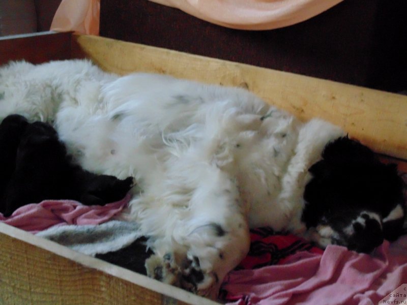 Фото: ньюфаундленд Mag Ispolin Morskaya Jemchujina (Маг Исполин Морская Жемчужина)