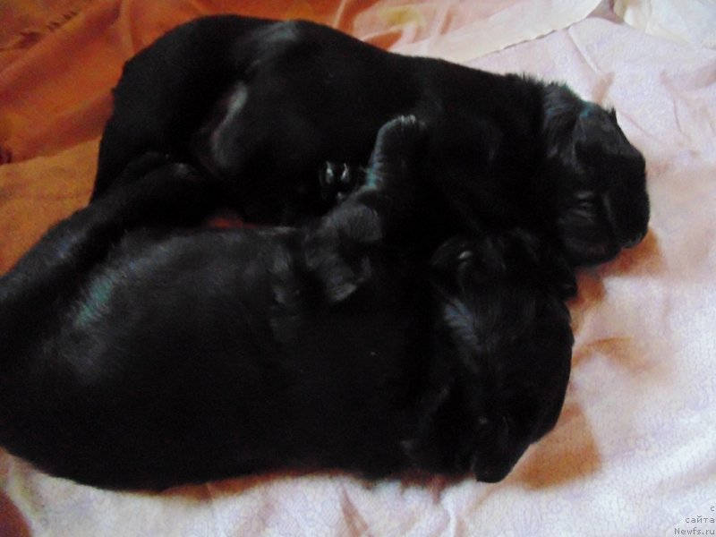 Фото: ньюфаундленд Mag Ispolin Morskaya Jemchujina (Маг Исполин Морская Жемчужина)