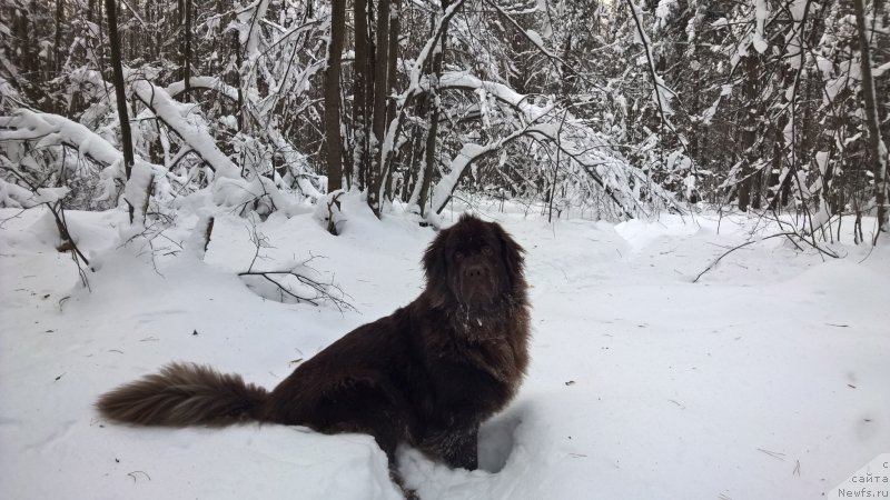 Фотография № 232563