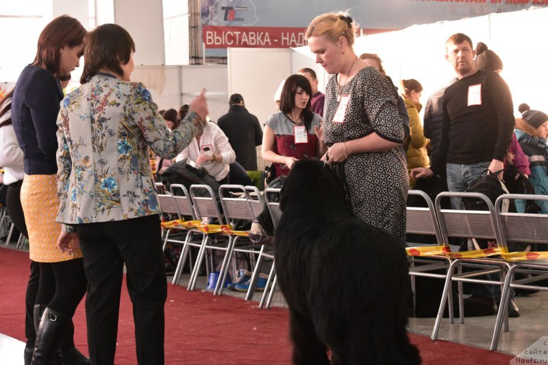 Фото: ньюфаундленд Akvatoriya Kelvin Zenit (Акватория Келвин Зенит)
