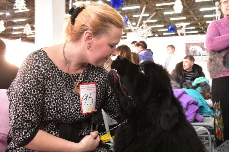 Фото: ньюфаундленд Akvatoriya Kelvin Zenit (Акватория Келвин Зенит)