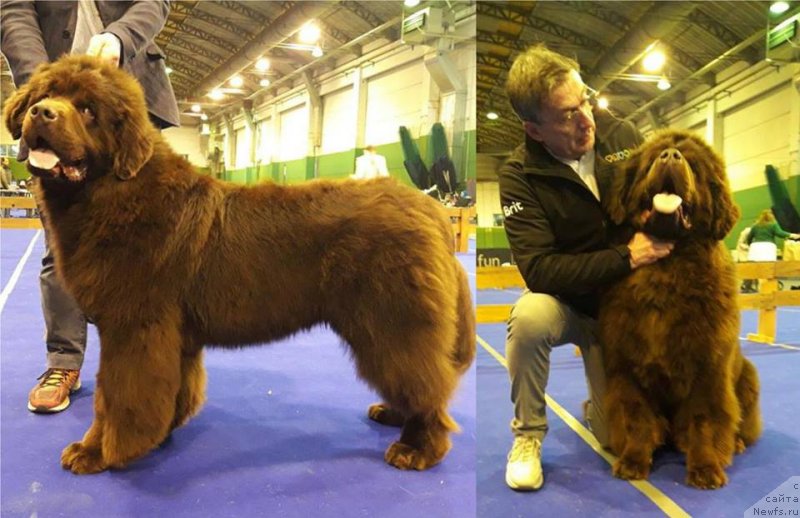 Фото: ньюфаундленд Braunblad MSK Djoy Orson (Браунблад МСК Джой Орсон)