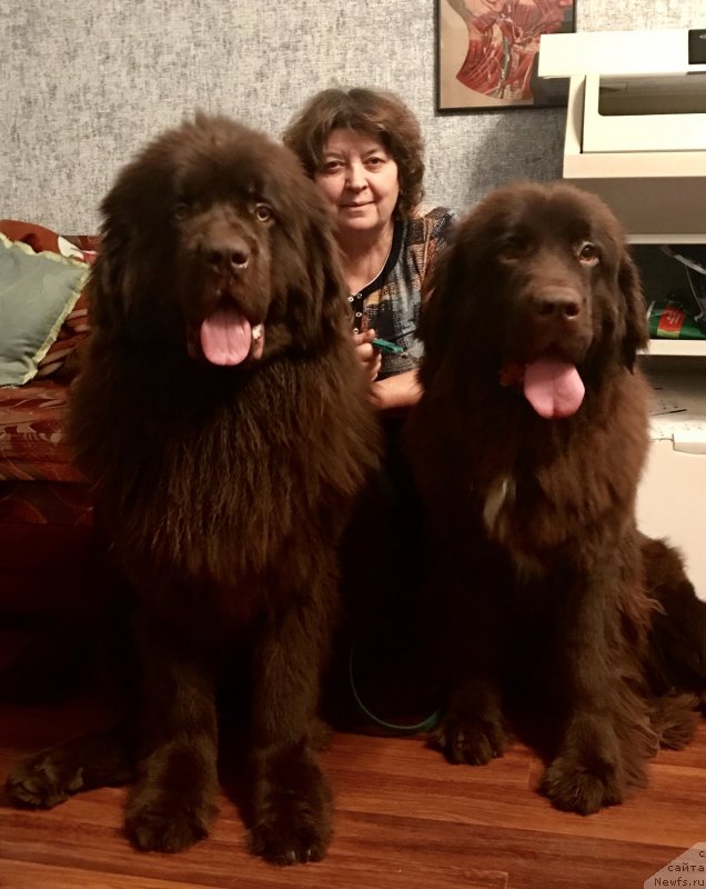 Фото: ньюфаундленд Brownblood MSK Lyon Labi-Roni (Браунблад  МСК Лион Лаби-Рони), ньюфаундленд Brownblood MSK Audi Red Less (Браунблад МСК Ауди Рэд Лэсс)