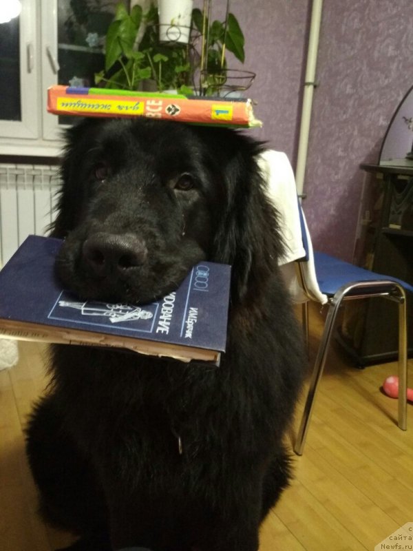 Фотография № 232571