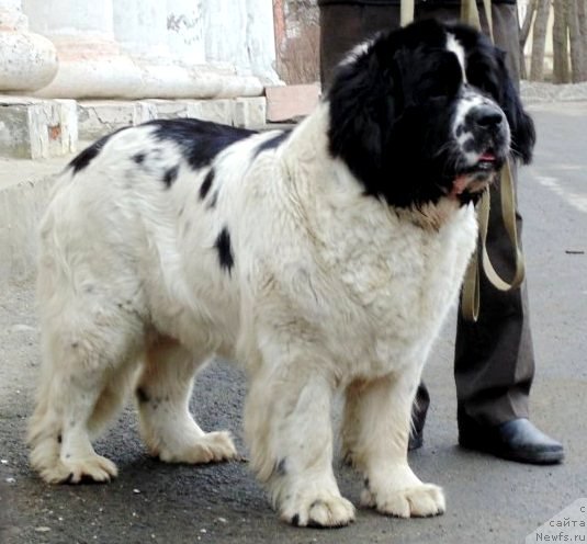 Фото: ньюфаундленд Mag Ispolin Morskaya Jemchujina (Маг Исполин Морская Жемчужина)