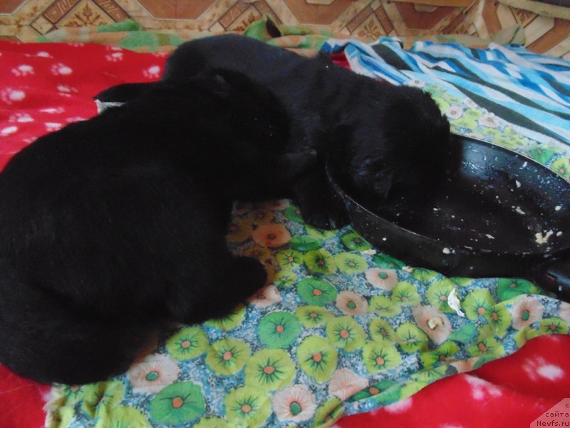 Фото: ньюфаундленд Mag Ispolin Morskaya Jemchujina (Маг Исполин Морская Жемчужина)