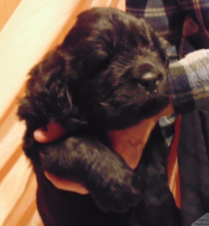 Фото: ньюфаундленд Mag Ispolin Morskaya Jemchujina (Маг Исполин Морская Жемчужина)