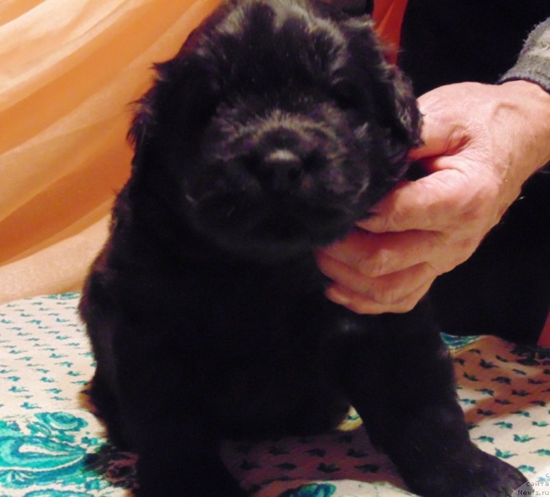 Фото: ньюфаундленд Mag Ispolin Morskaya Jemchujina (Маг Исполин Морская Жемчужина)