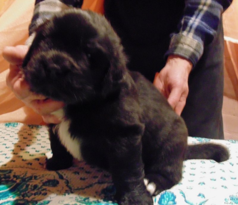 Фото: ньюфаундленд Mag Ispolin Morskaya Jemchujina (Маг Исполин Морская Жемчужина)