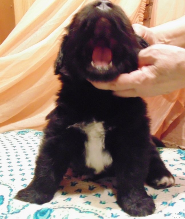 Фото: ньюфаундленд Mag Ispolin Morskaya Jemchujina (Маг Исполин Морская Жемчужина)