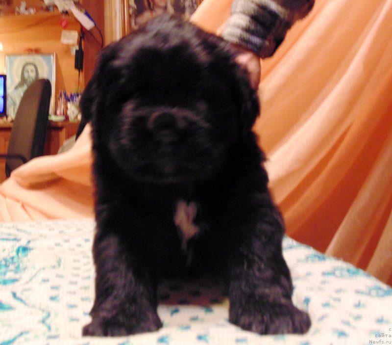 Фото: ньюфаундленд Mag Ispolin Morskaya Jemchujina (Маг Исполин Морская Жемчужина)