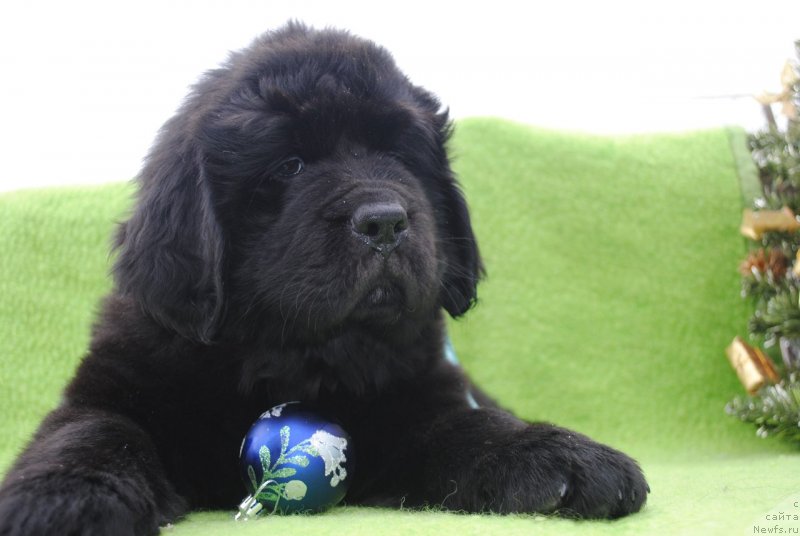 Фото: ньюфаундленд CHernyiy Balu Maklaren (Черный Балу Макларен)