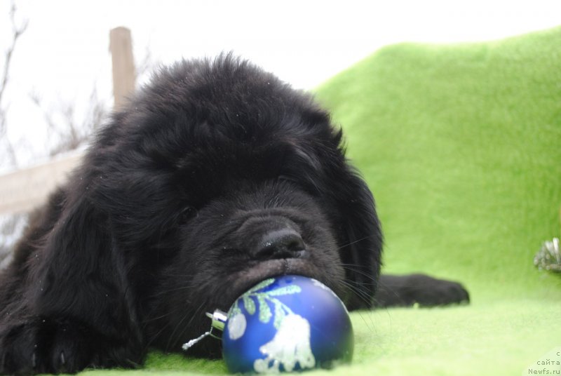 Фото: ньюфаундленд CHernyiy Balu Maklaren (Черный Балу Макларен)