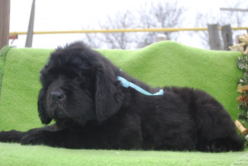 Фото: ньюфаундленд CHernyiy Balu Maklaren (Черный Балу Макларен)