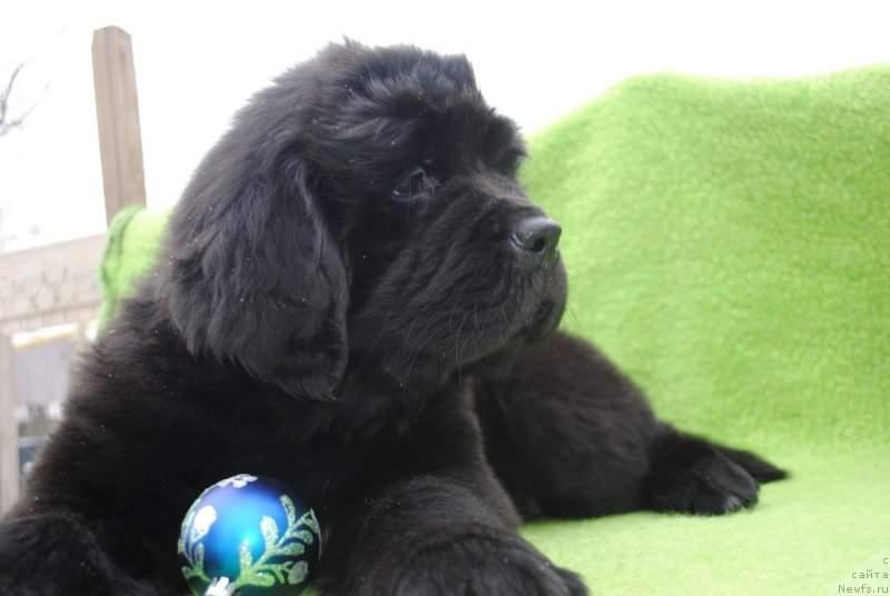 Фото: ньюфаундленд CHernyiy Balu Maklaren (Черный Балу Макларен)