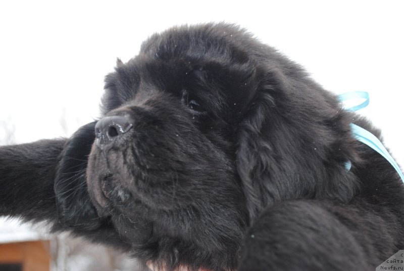 Фото: ньюфаундленд CHernyiy Balu Maklaren (Черный Балу Макларен)