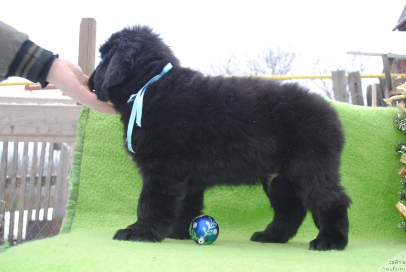 Фото: ньюфаундленд CHernyiy Balu Maklaren (Черный Балу Макларен)