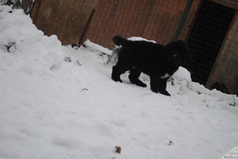 Фото: ньюфаундленд CHernyiy Balu Maklaren (Черный Балу Макларен)
