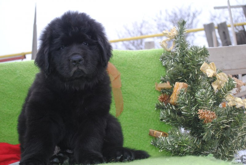 Фото: ньюфаундленд CHernyiy Balu Martin Iden (Черный Балу Мартин Иден)