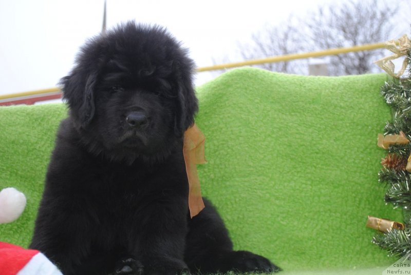 Фото: ньюфаундленд CHernyiy Balu Martin Iden (Черный Балу Мартин Иден)