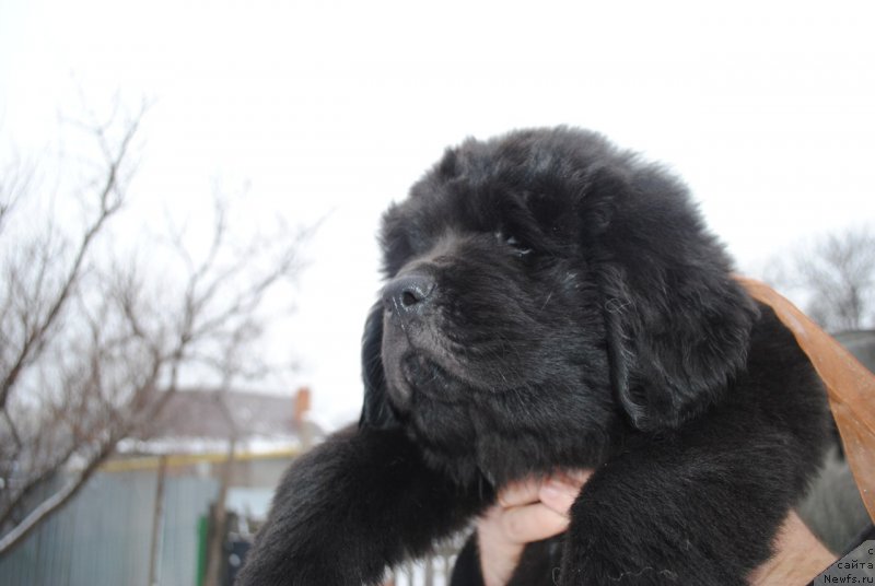 Фото: ньюфаундленд CHernyiy Balu Martin Iden (Черный Балу Мартин Иден)