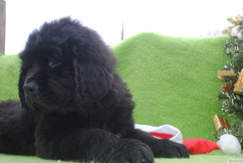 Фото: ньюфаундленд CHernyiy Balu Maggelan (Черный Балу Маггелан)