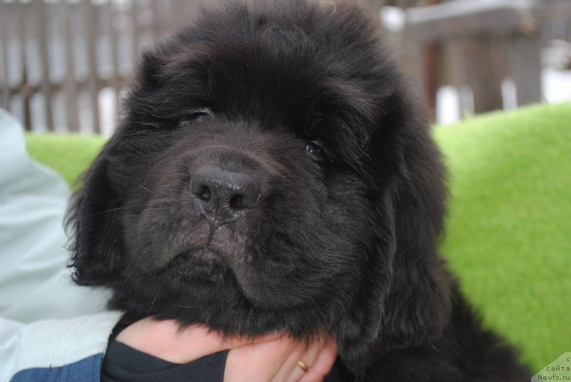 Фото: ньюфаундленд CHernyiy Balu Maggelan (Черный Балу Маггелан)